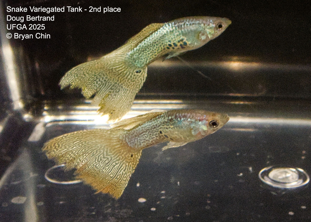 Guppy Variegated Snakeskin